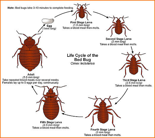 bed bug life-cycle.