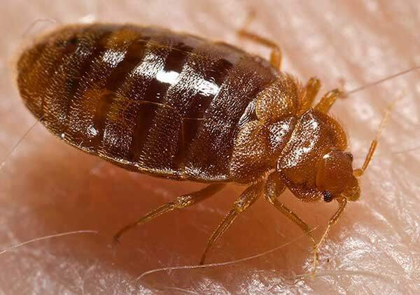 bed bug.