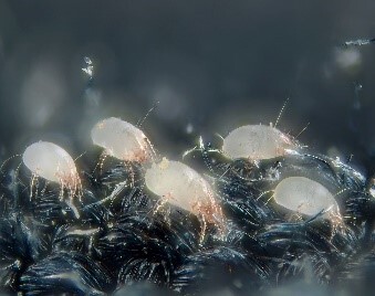 dust mites