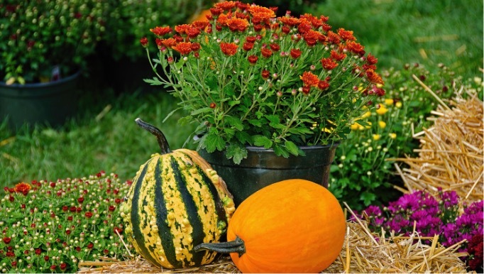 Two pumpkins are on a bale of straw next to some blooming mums. 